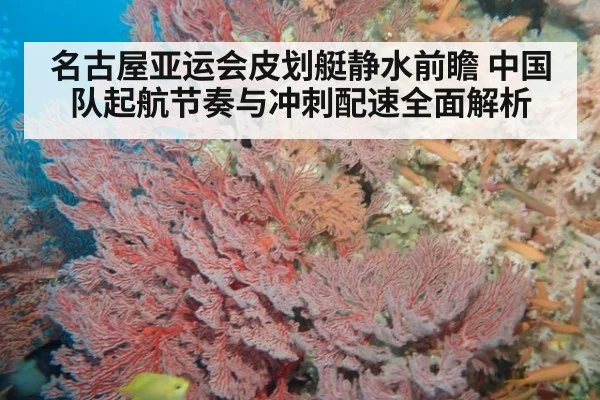 名古屋亚运会皮划艇静水前瞻 中国队起航节奏与冲刺配速全面解析 - nine game